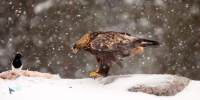 Aigle royal.