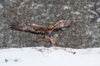 Aigle royal.