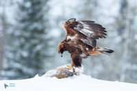 Aigle royal.