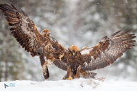 Aigle royal.