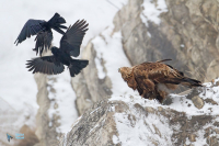 Aigle royal.