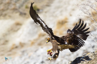 Aigle royal.