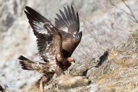 Aigle royal.
