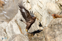 Aigle royal.