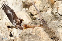 Aigle royal.