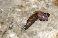 Aigle royal.