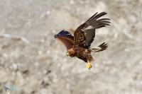 Aigle royal.