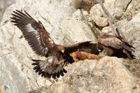Aigle royal.