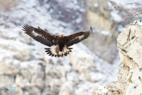 Aigle royal.