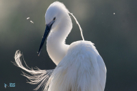 Aigrette garzette