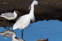Aigrette garzette