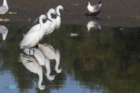 Aigrette garzette
