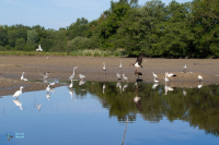 Aigrette garzette