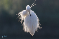 Aigrette garzette