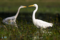 Grande Aigrette