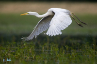 Grande Aigrette