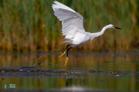 Aigrette garzette.