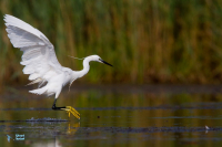 Aigrette garzette