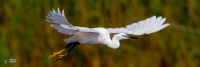 Aigrette garzette