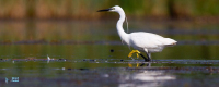 Aigrette garzette