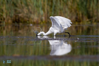 Aigrette garzette