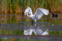 Aigrette garzette