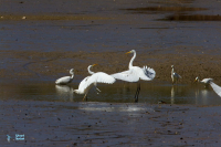 Grande Aigrette