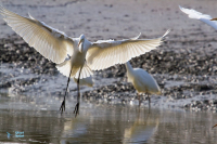 Grande Aigrette