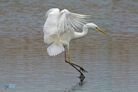 Grande Aigrette
