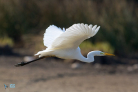 Grande Aigrette