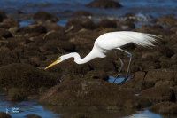 Grande Aigrette