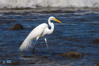 Grande Aigrette