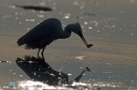 Aigrette garzette