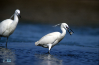 Aigrette garzette