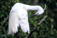 Aigrette garzette