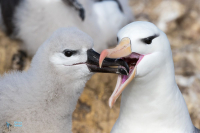 Albatros à sourcils noirs