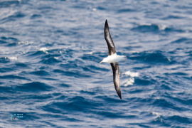 Albatros à sourcils noirs