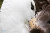 Albatros à sourcils noirs