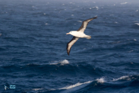 Albatros à sourcils noirs