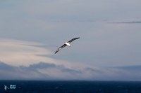 Albatros à sourcils noirs