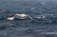 Albatros hurleur