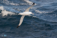 Albatros hurleur