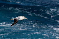 Albatros hurleur