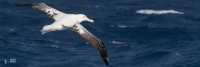 Albatros hurleur