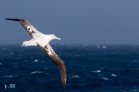 Albatros hurleur