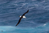 Albatros à sourcils noirs