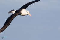 Albatros à sourcils noirs