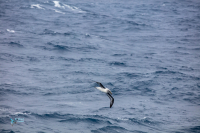 Albatros à tête grise