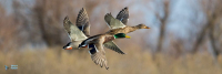 Canard colvert