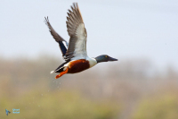 Canard souchet